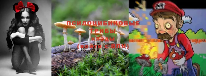 Галлюциногенные грибы Psilocybine cubensis  купить  цена  Горно-Алтайск 